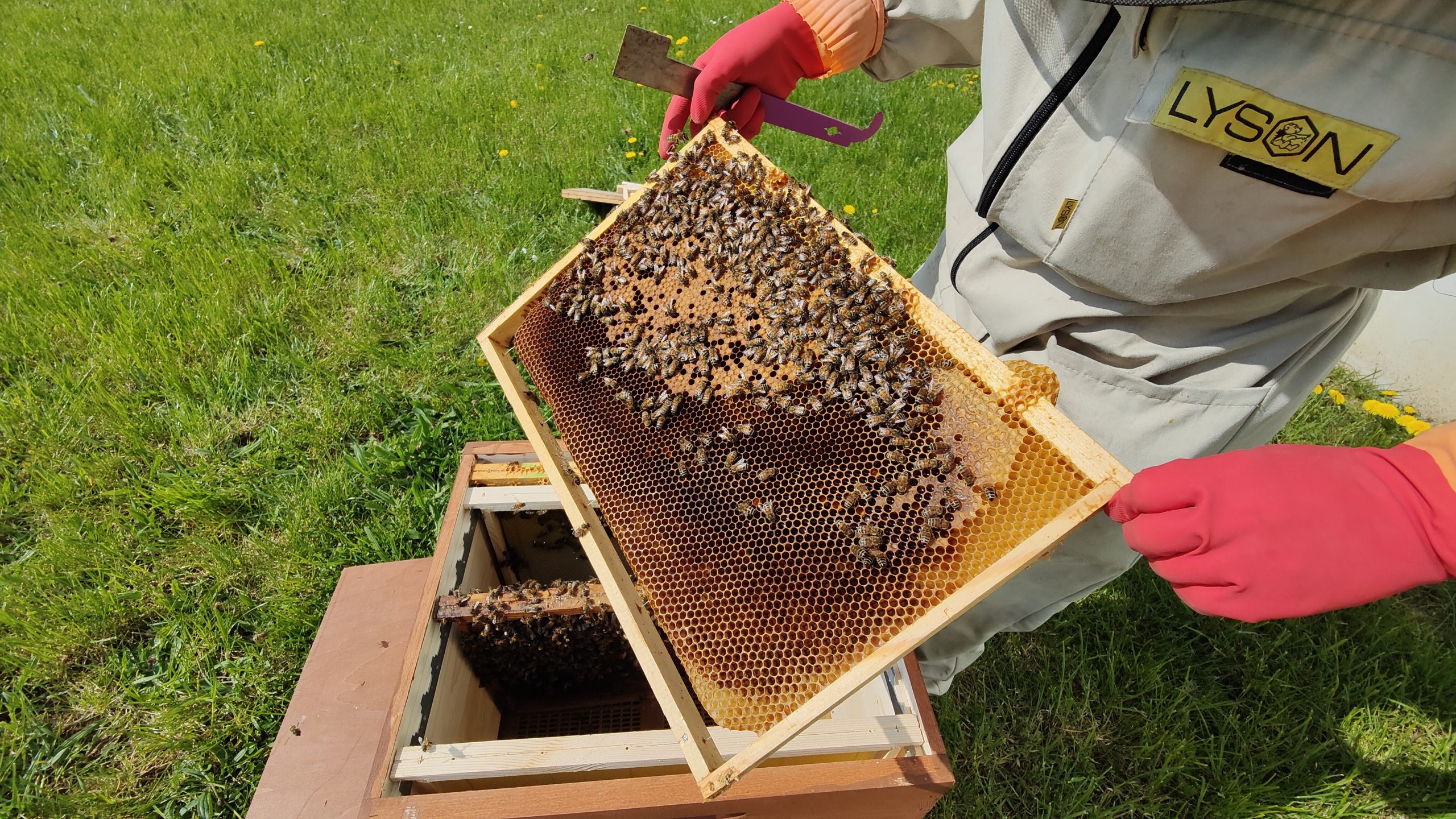 Partnership with BeeOdiversity for a biomonitoring beehives project ...